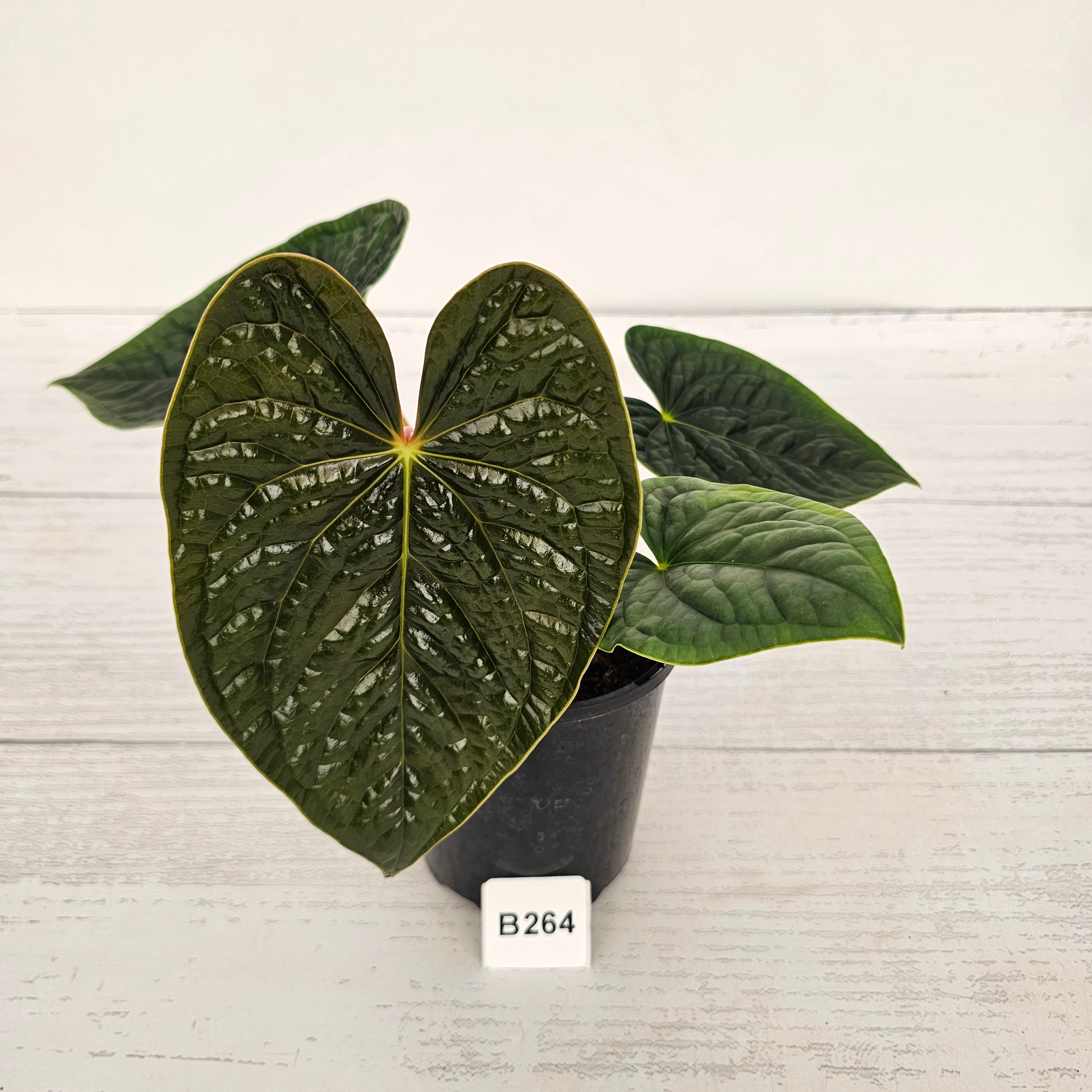 Anthurium Luxurians - SALE