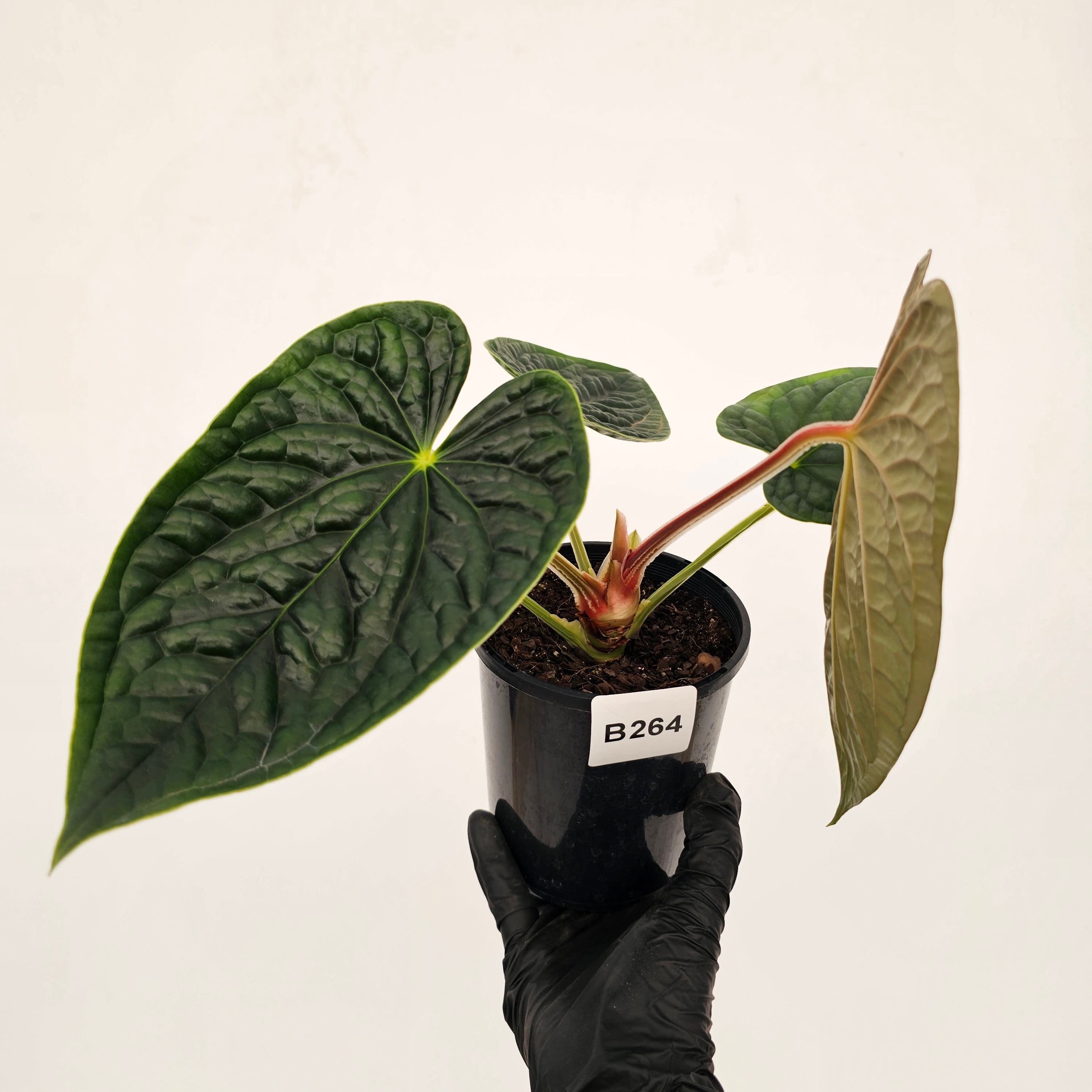 Anthurium Luxurians - SALE