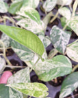 Epipremnum Pinnatum 'Marble' - Bare Bottom Baby