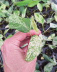 Epipremnum Pinnatum 'Marble' - Bare Bottom Baby