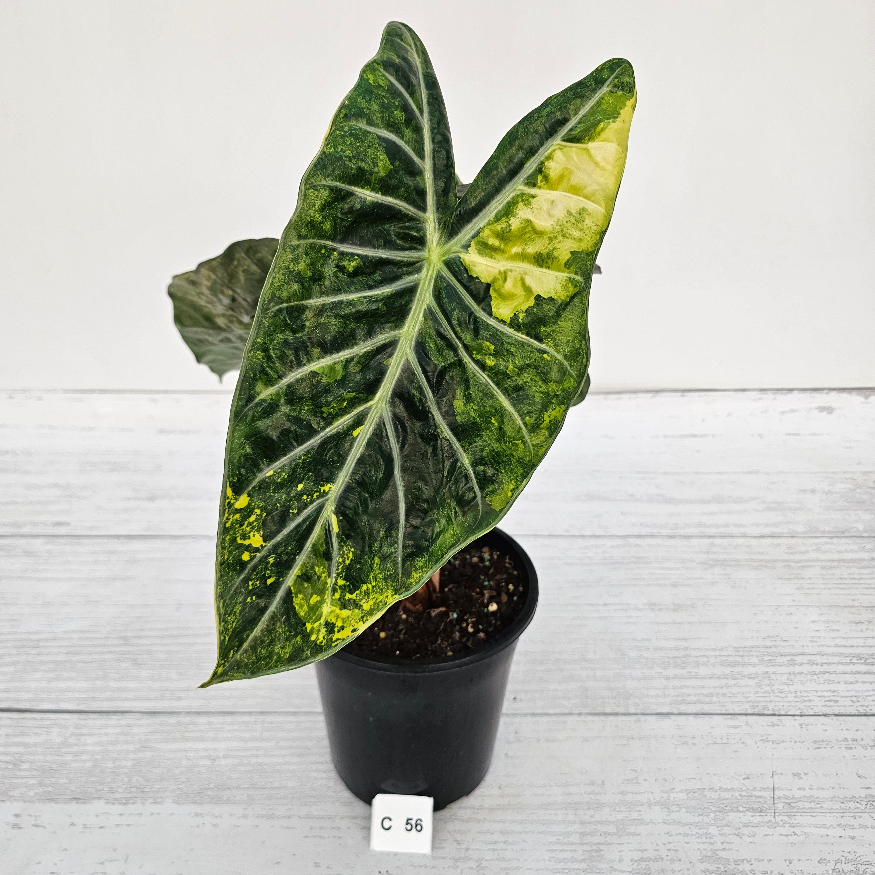 Alocasia Pink Dragon 'Variegata'