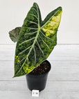 Alocasia Pink Dragon 'Variegata'