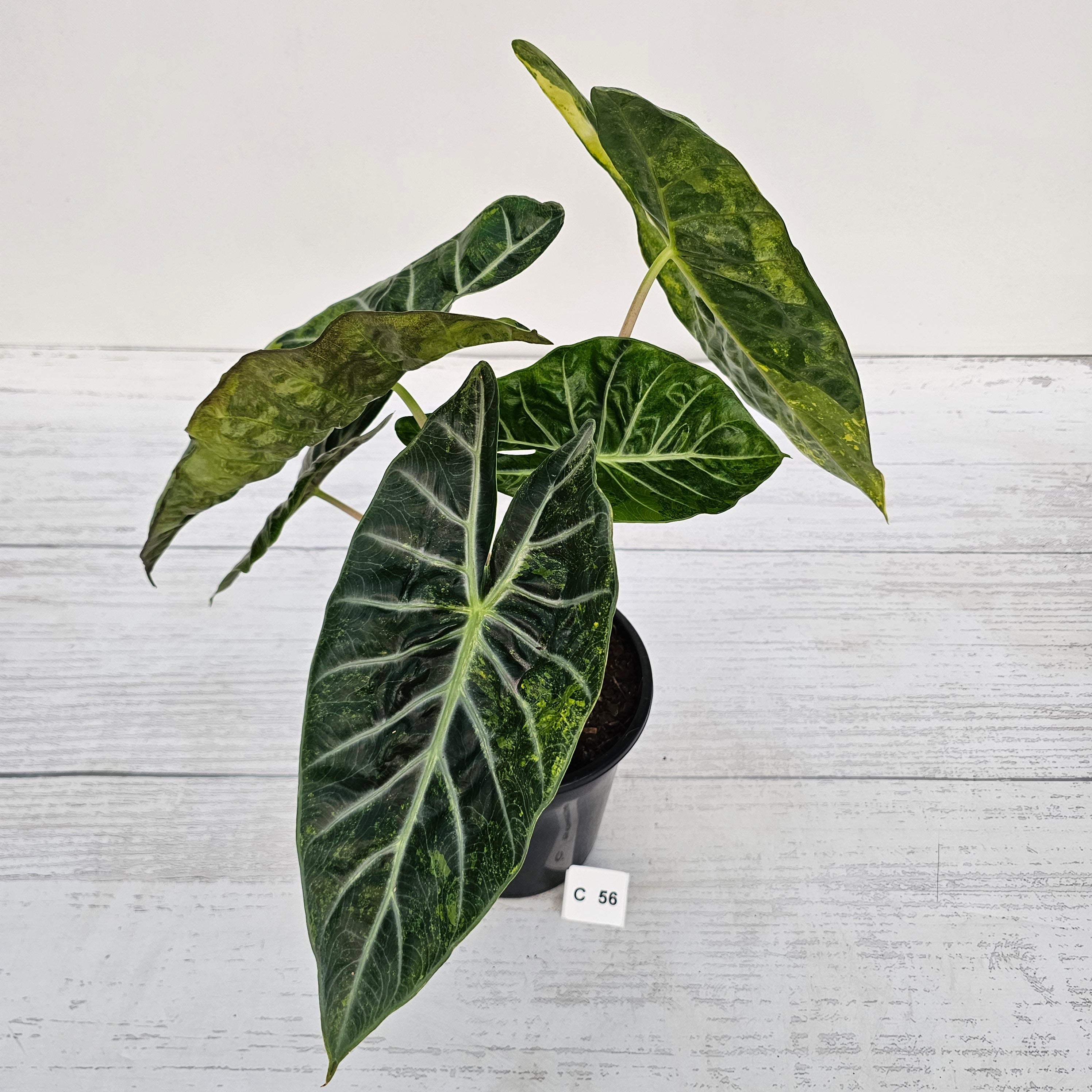 Alocasia Pink Dragon 'Variegata'
