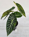 Alocasia Pink Dragon 'Variegata'