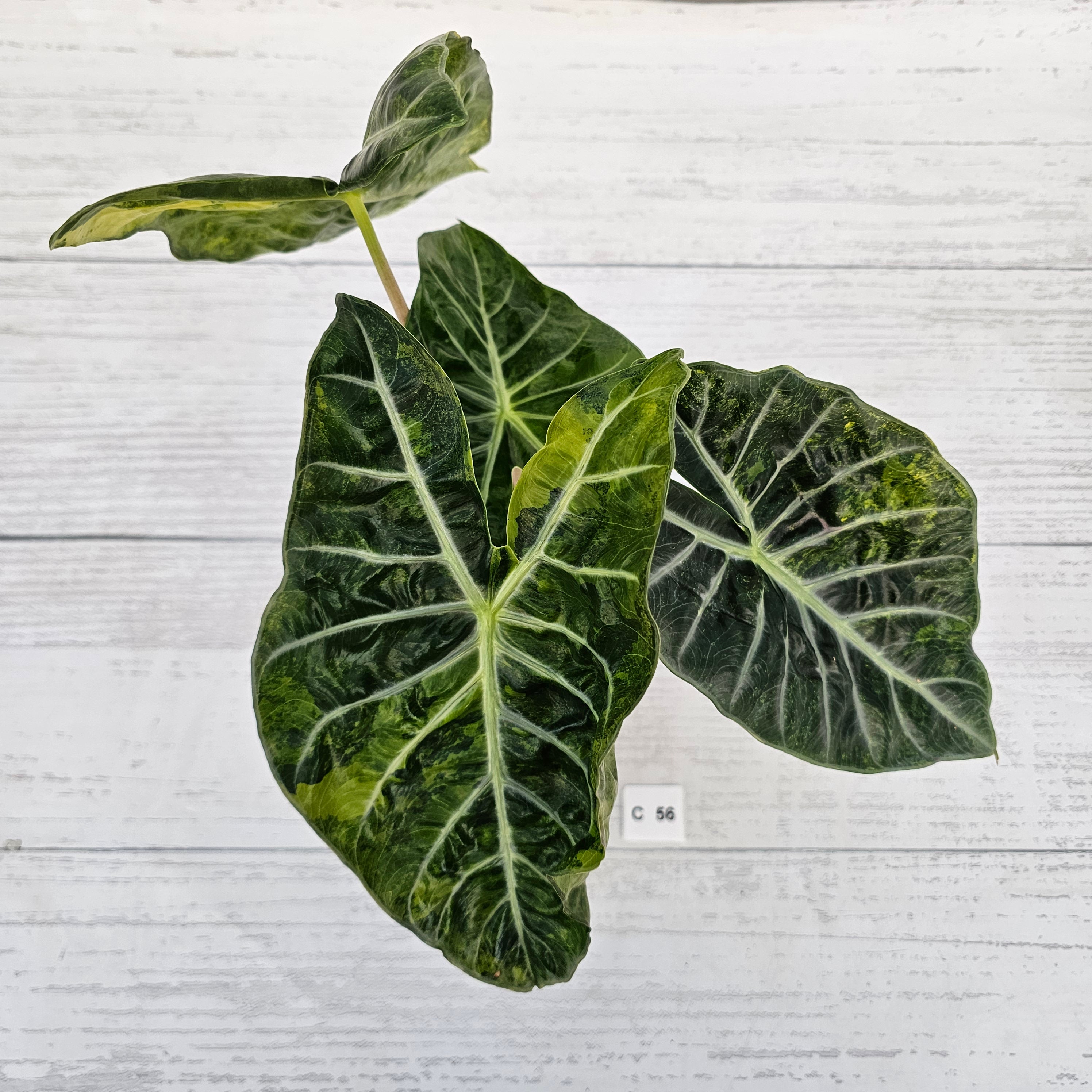 Alocasia Pink Dragon 'Variegata'