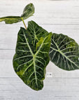 Alocasia Pink Dragon 'Variegata'