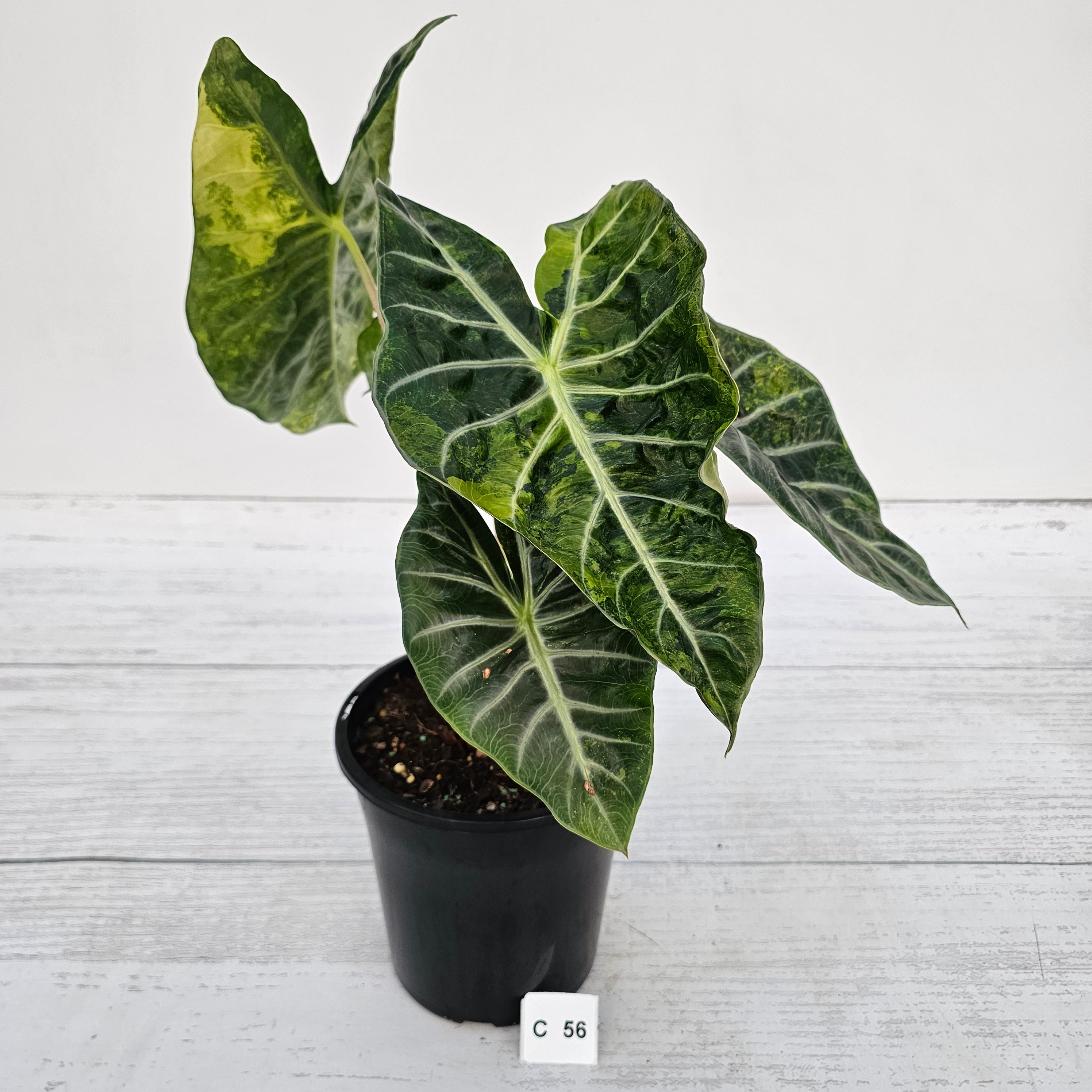 Alocasia Pink Dragon 'Variegata'