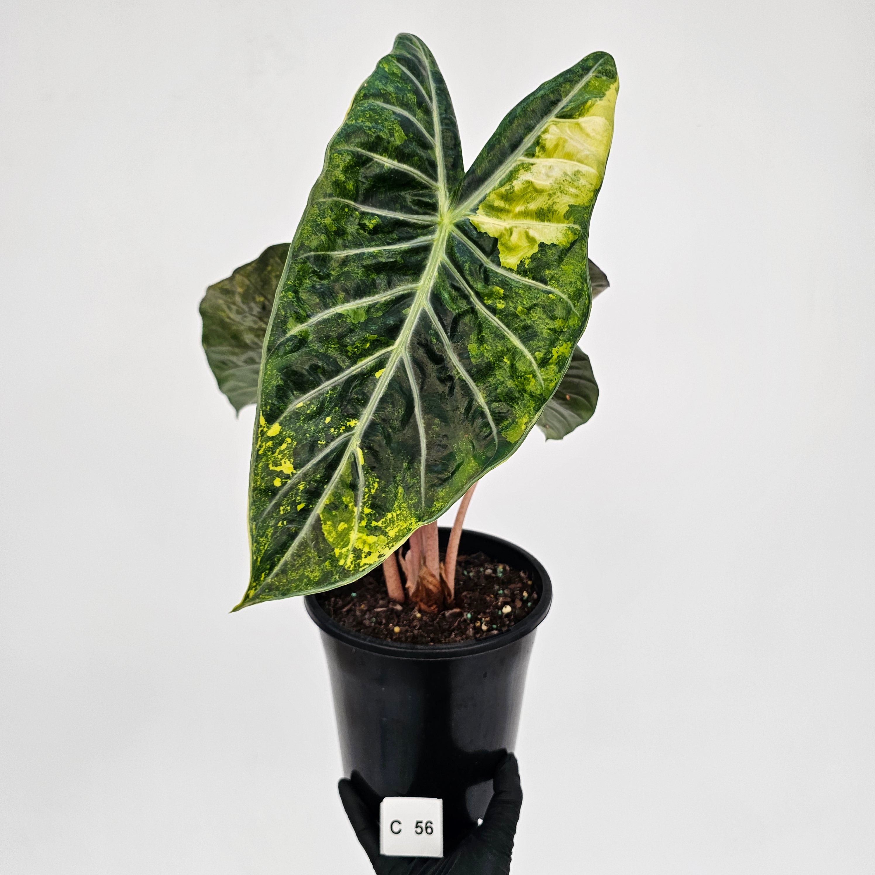 Alocasia Pink Dragon 'Variegata'