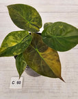 Alocasia ‘wentii’ Variegated