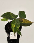 Alocasia ‘wentii’ Variegated