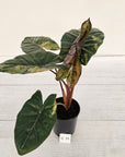 Alocasia macrorrhizos 'plumbea Variegata'