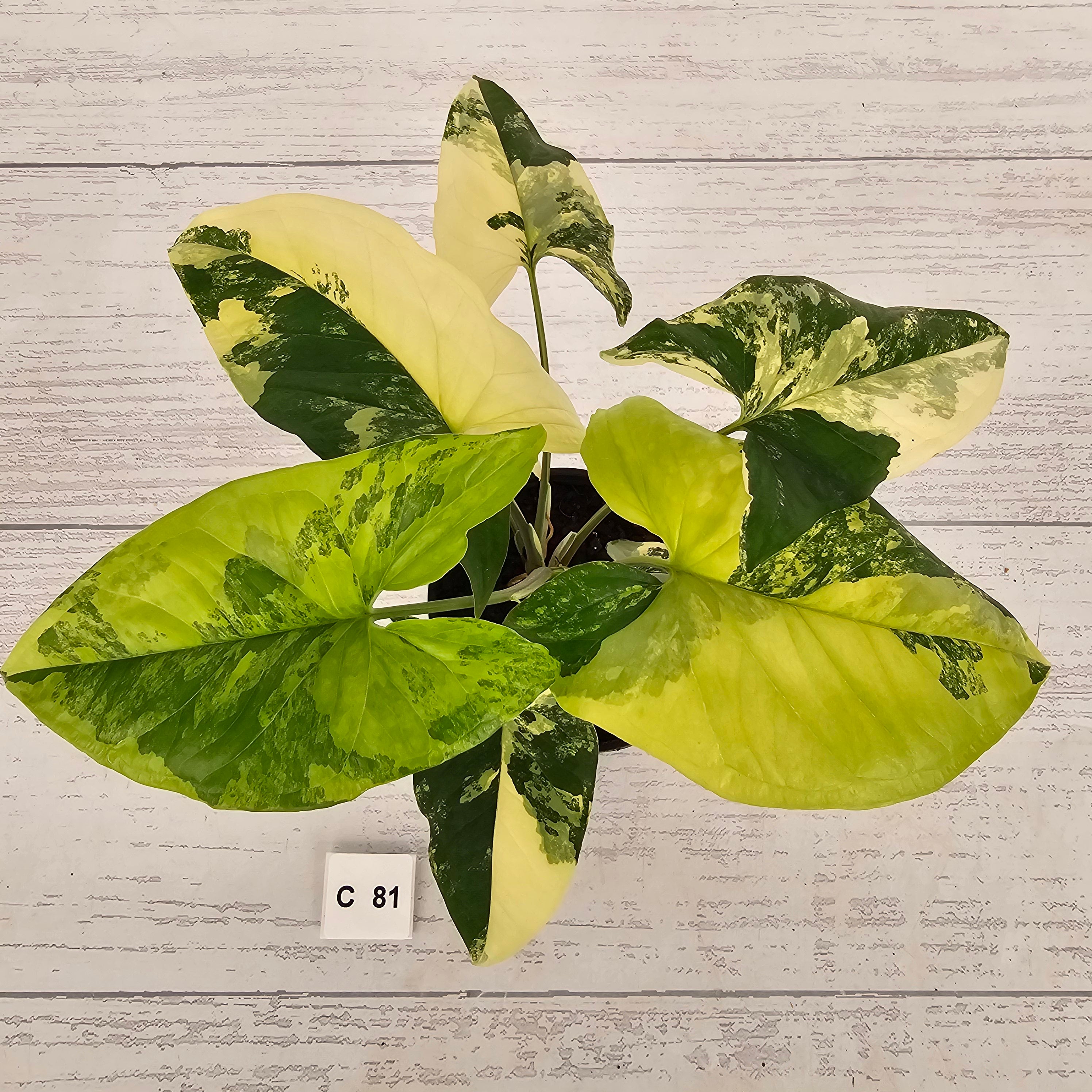 Syngonium podophyllum Gold