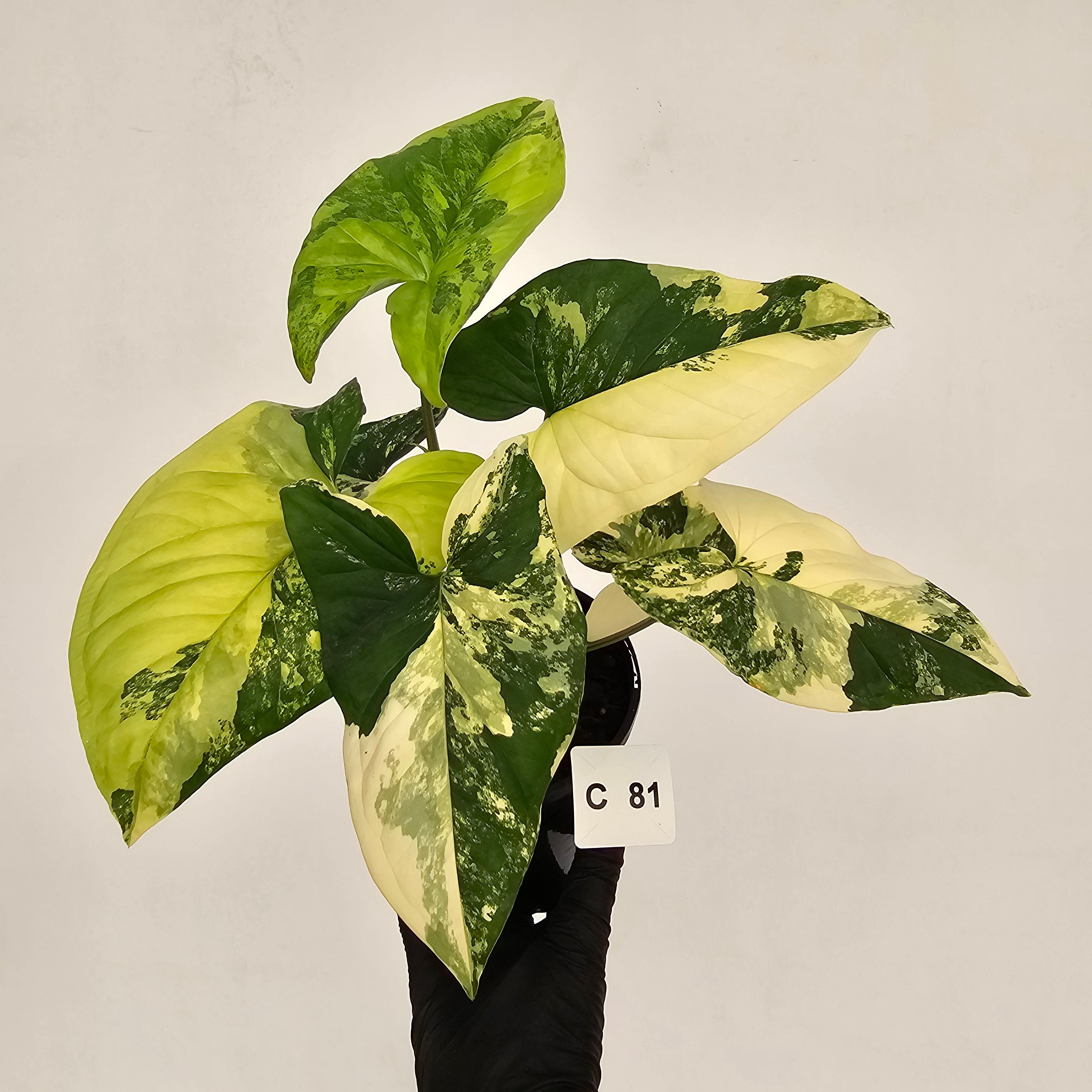Syngonium podophyllum Gold