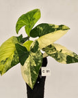 Syngonium podophyllum Gold