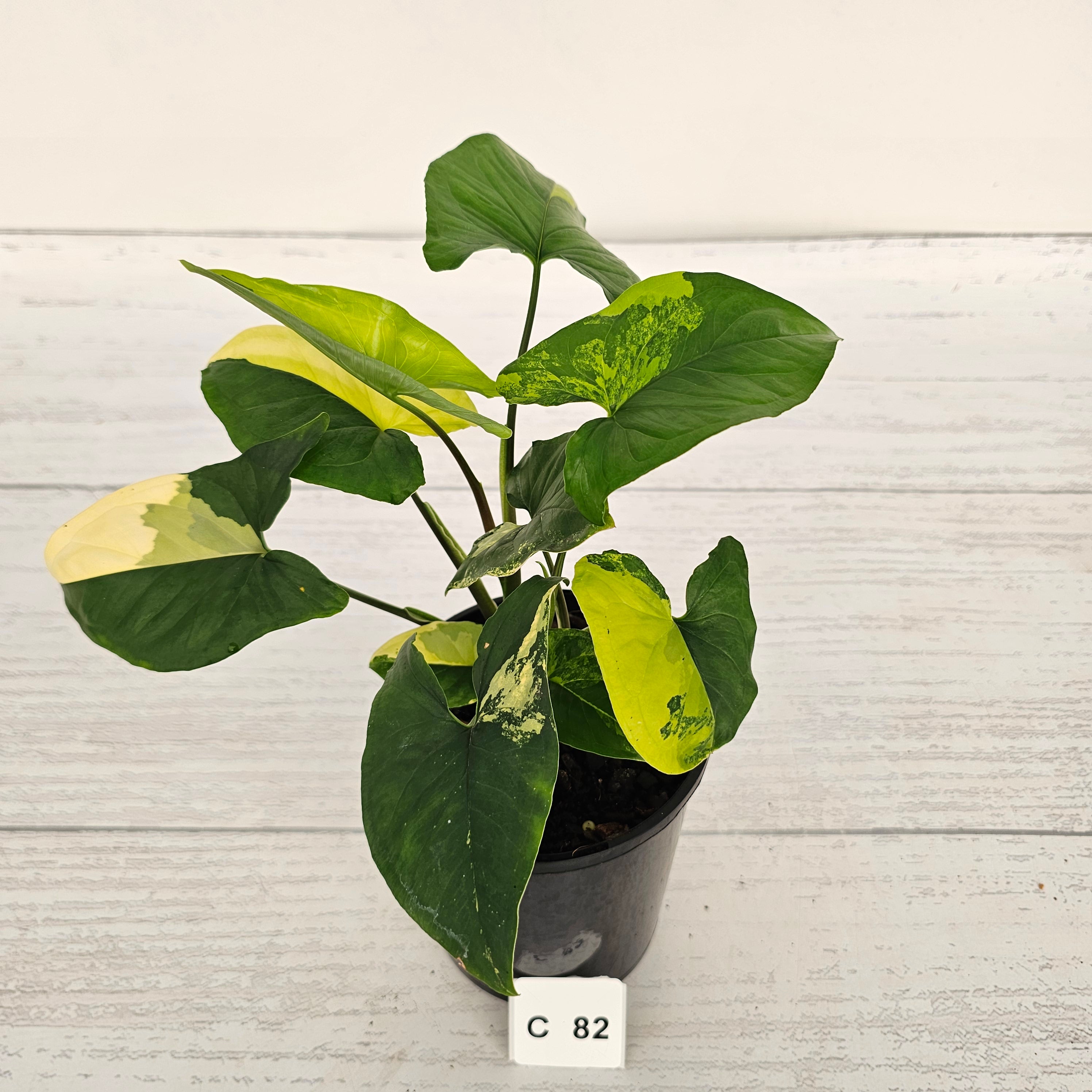 Syngonium podophyllum Gold