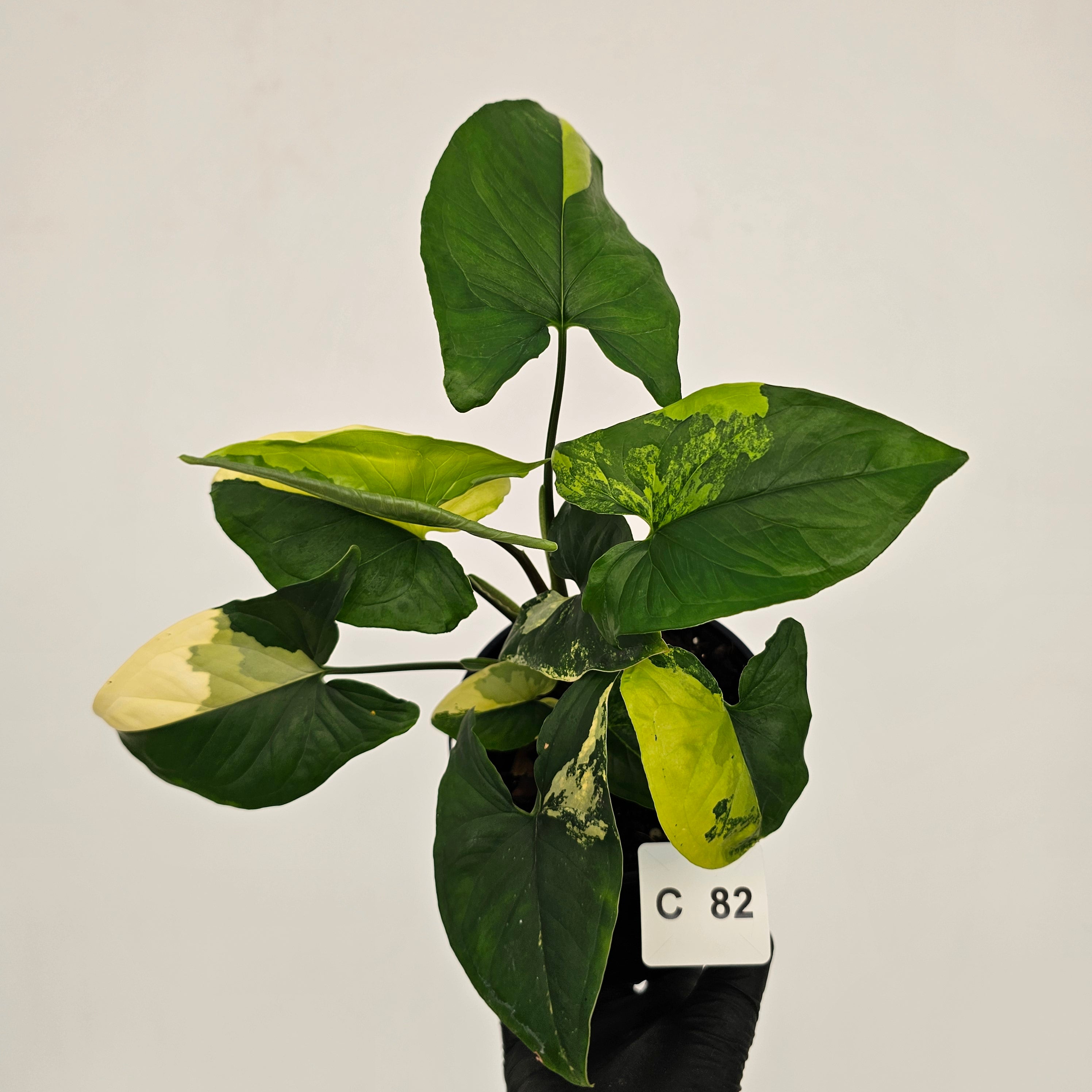 Syngonium podophyllum Gold