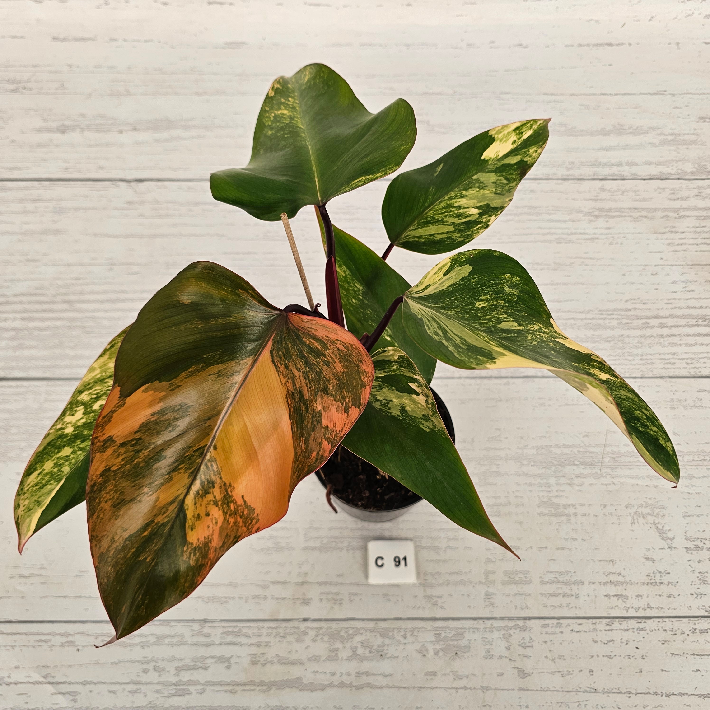 Philodendron erubescens Strawberry Shake