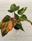 Philodendron erubescens Strawberry Shake