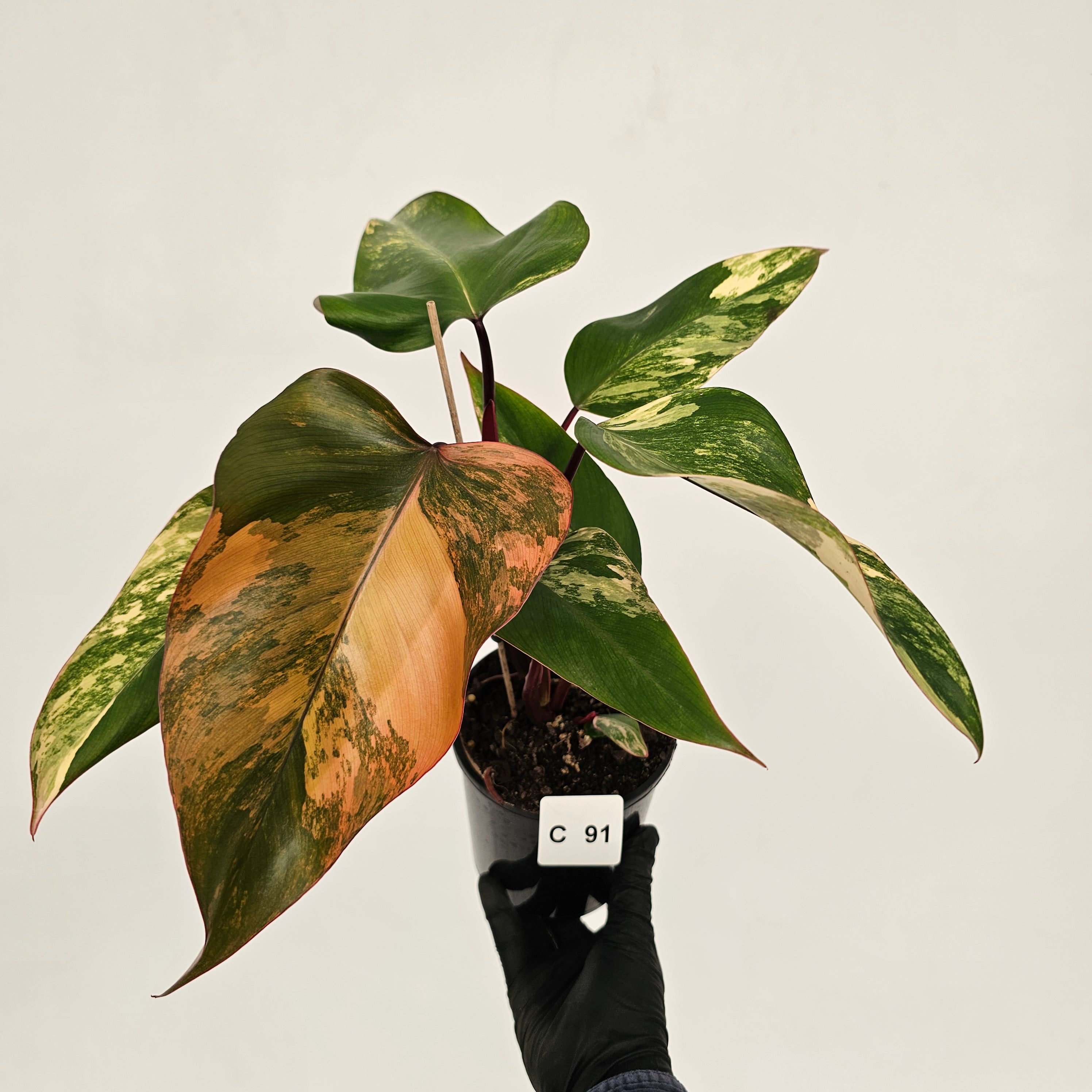 Philodendron erubescens Strawberry Shake