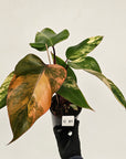 Philodendron erubescens Strawberry Shake