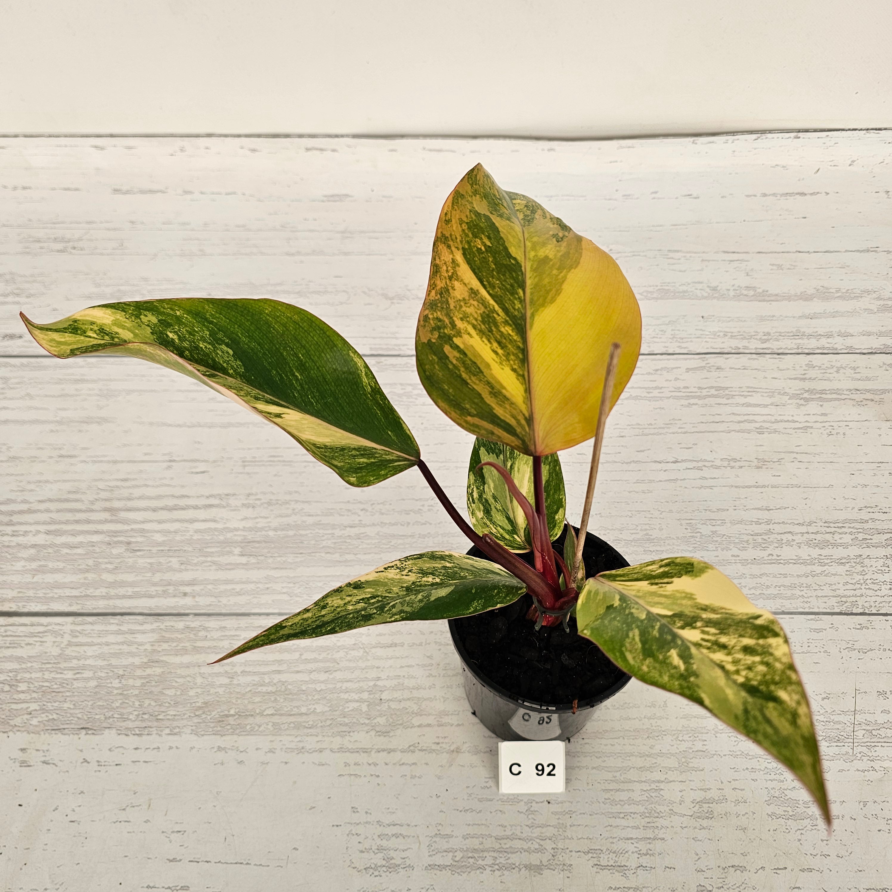 Philodendron erubescens Strawberry Shake