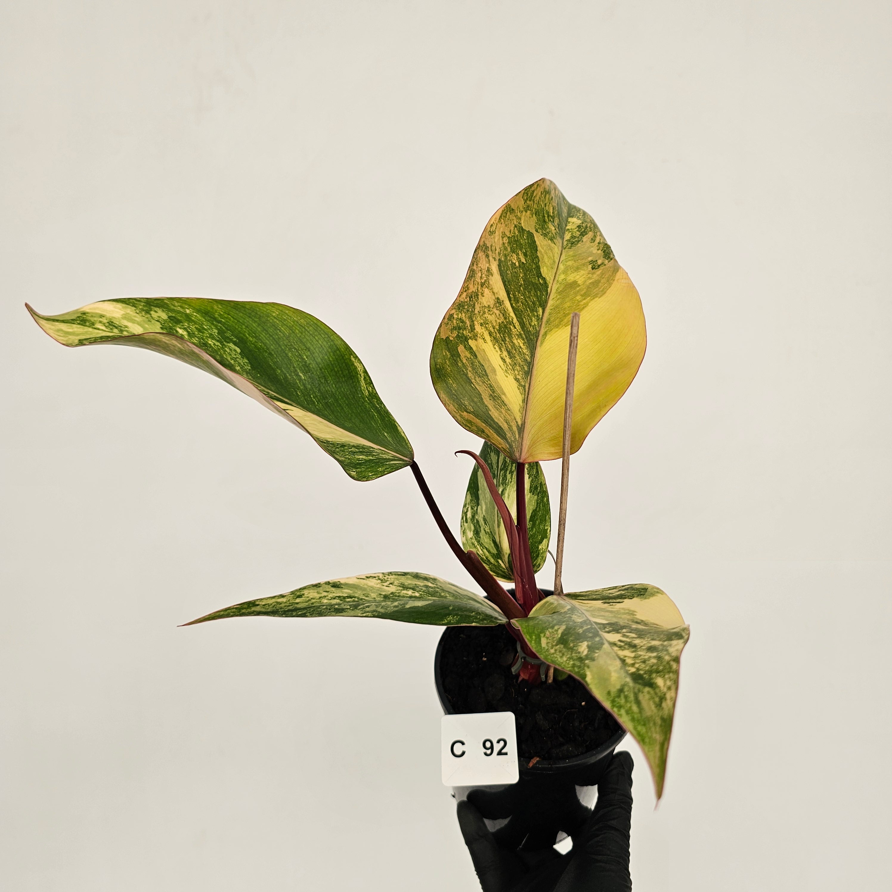Philodendron erubescens Strawberry Shake