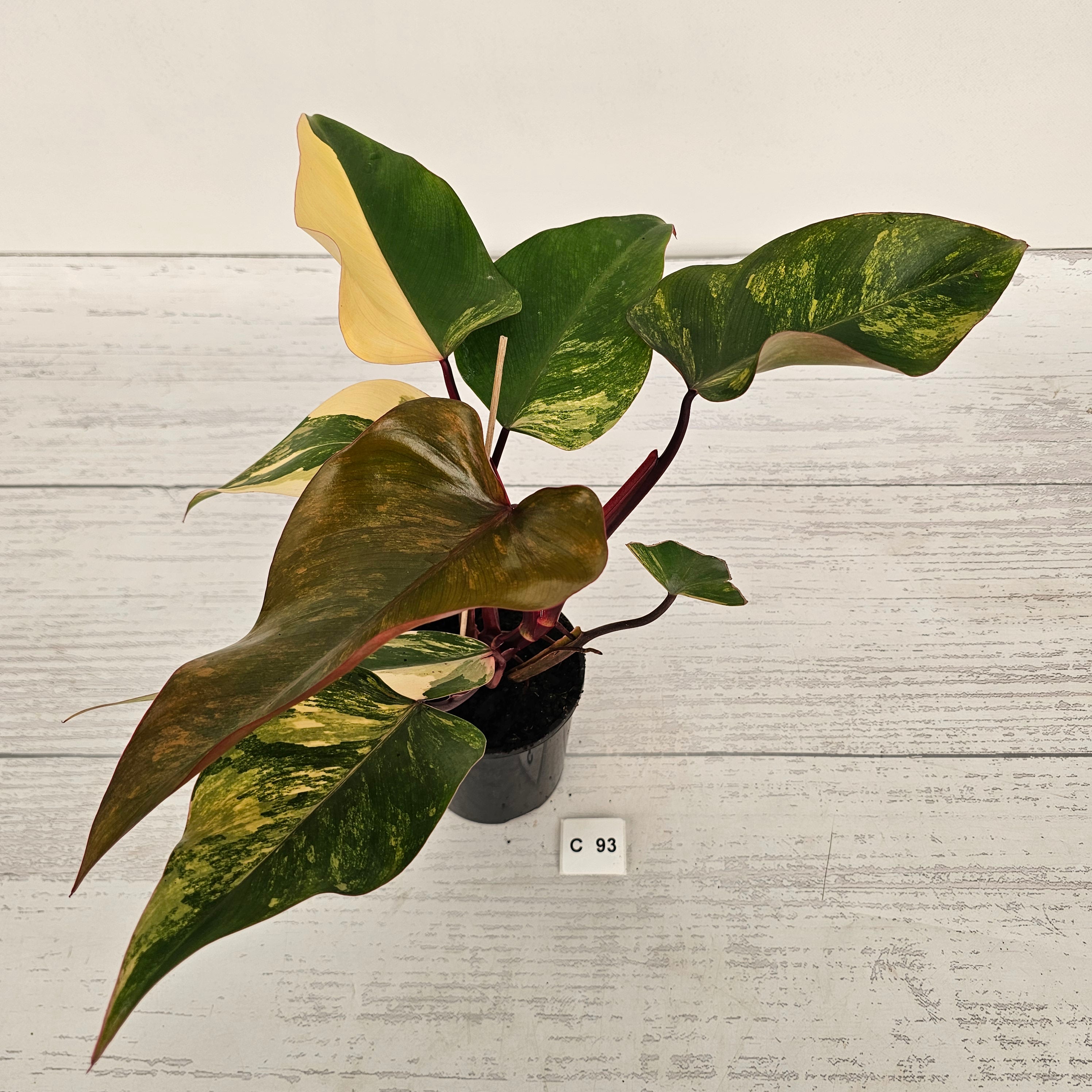 Philodendron erubescens Strawberry Shake