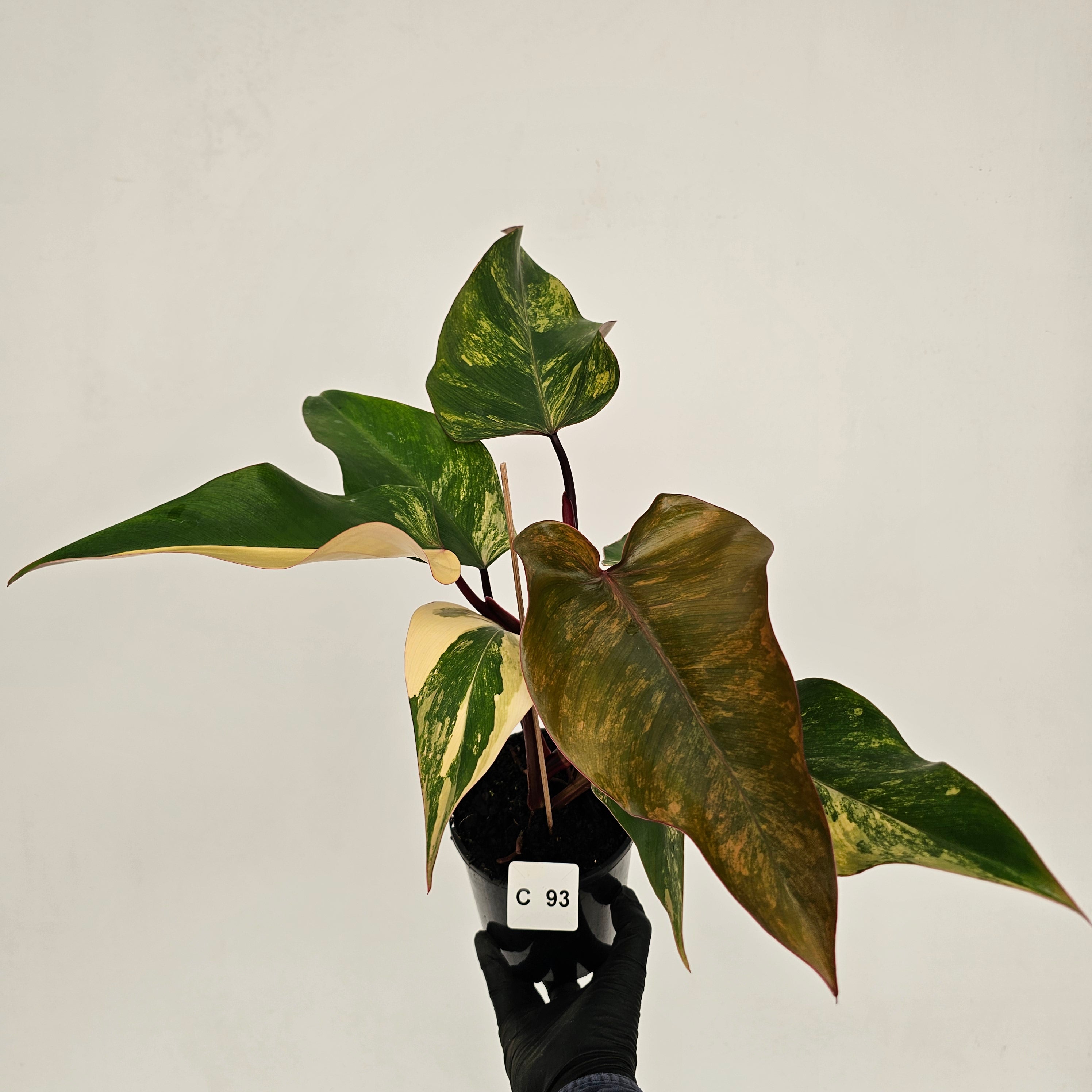 Philodendron erubescens Strawberry Shake