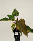 Philodendron erubescens Strawberry Shake