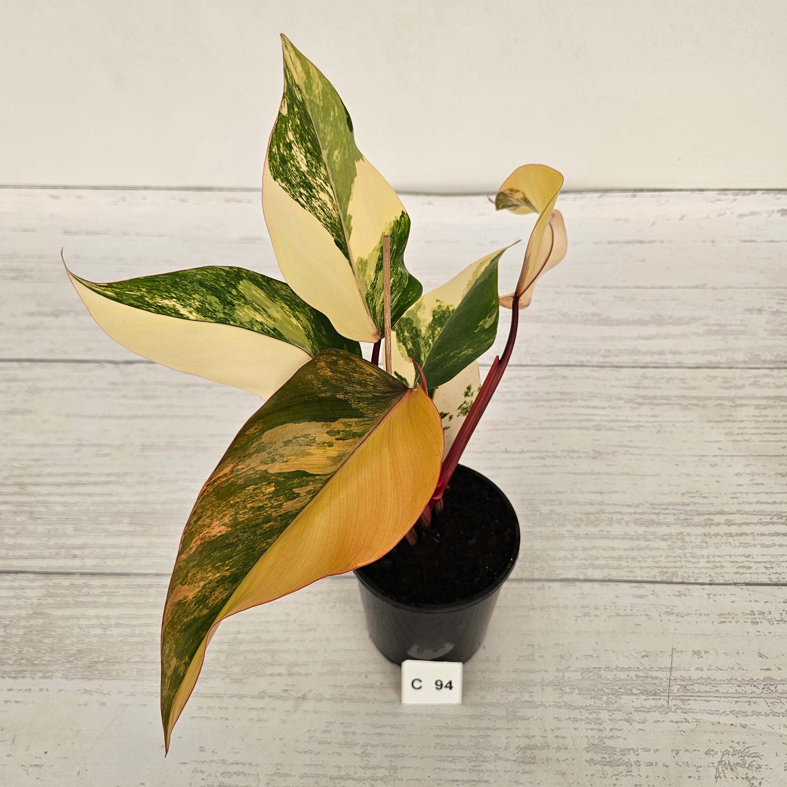 Philodendron erubescens Strawberry Shake
