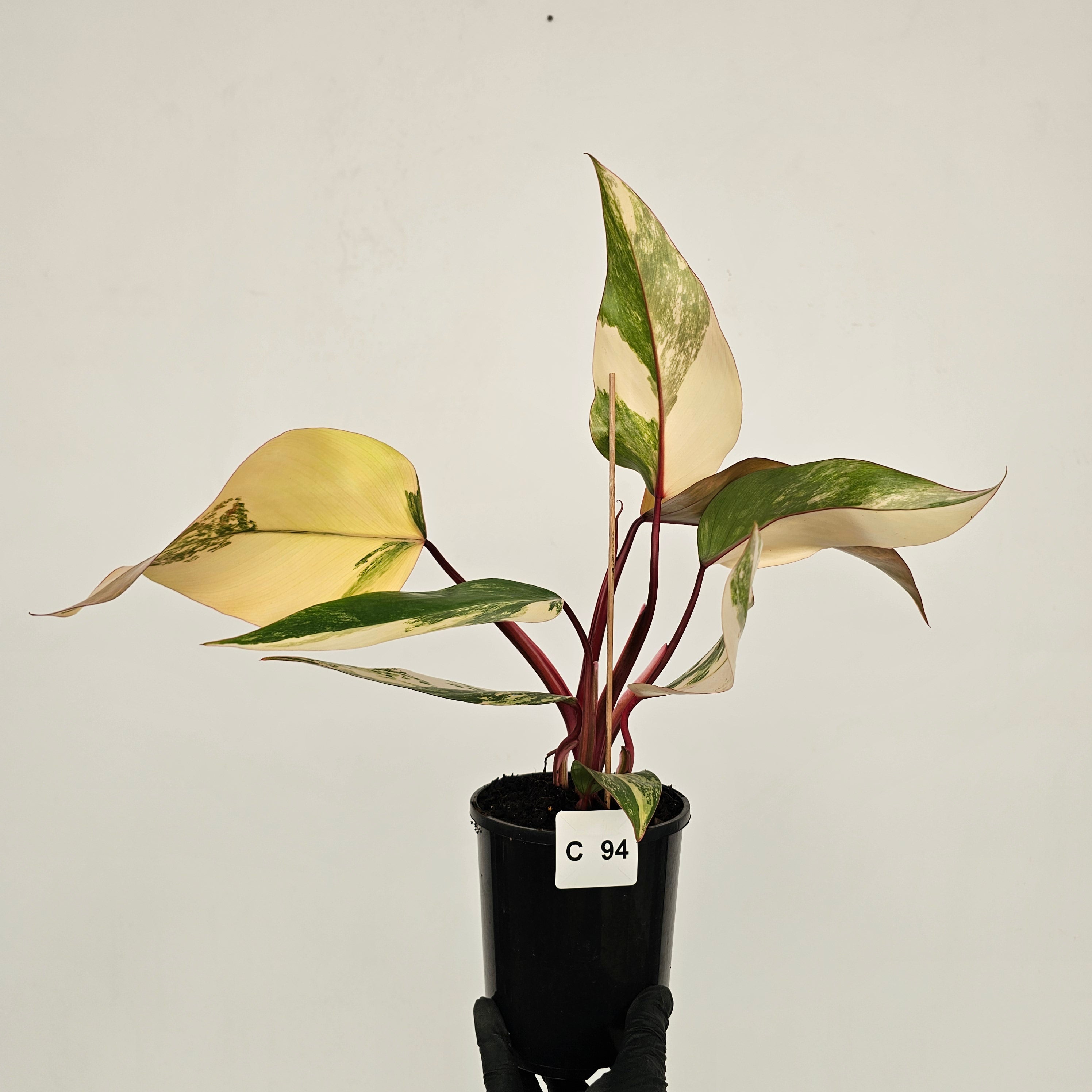 Philodendron erubescens Strawberry Shake