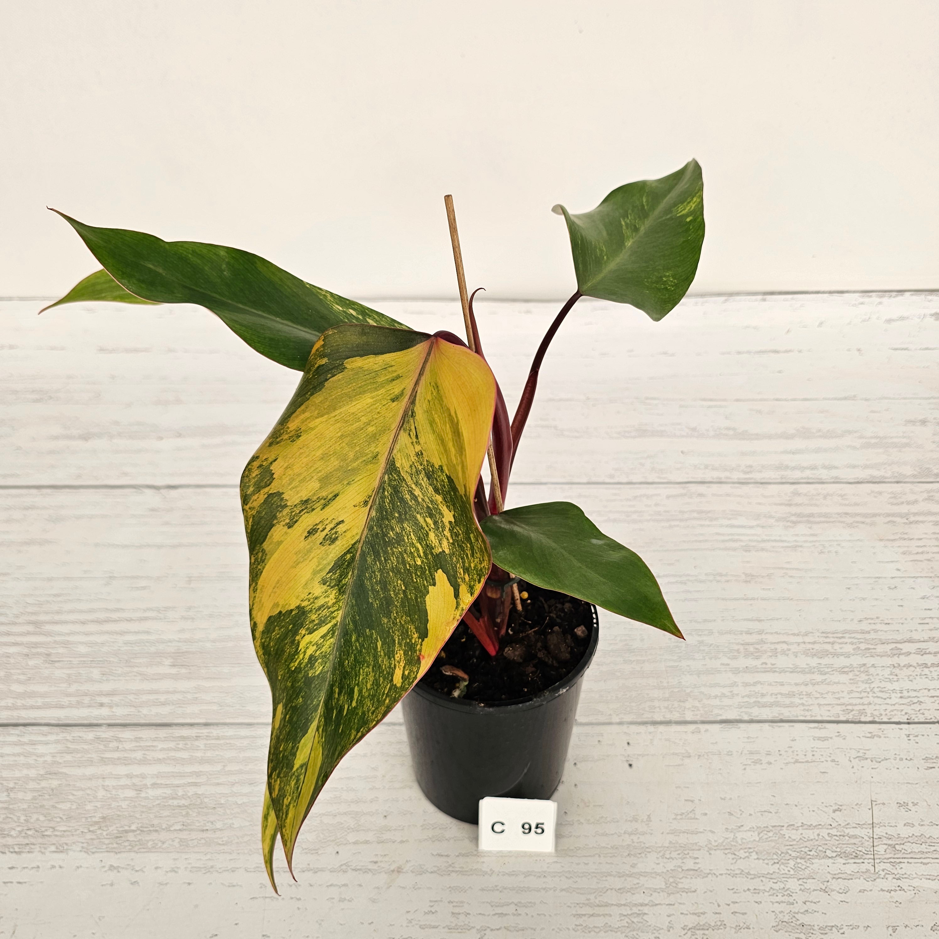 Philodendron erubescens Strawberry Shake