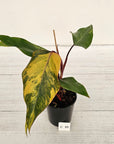 Philodendron erubescens Strawberry Shake