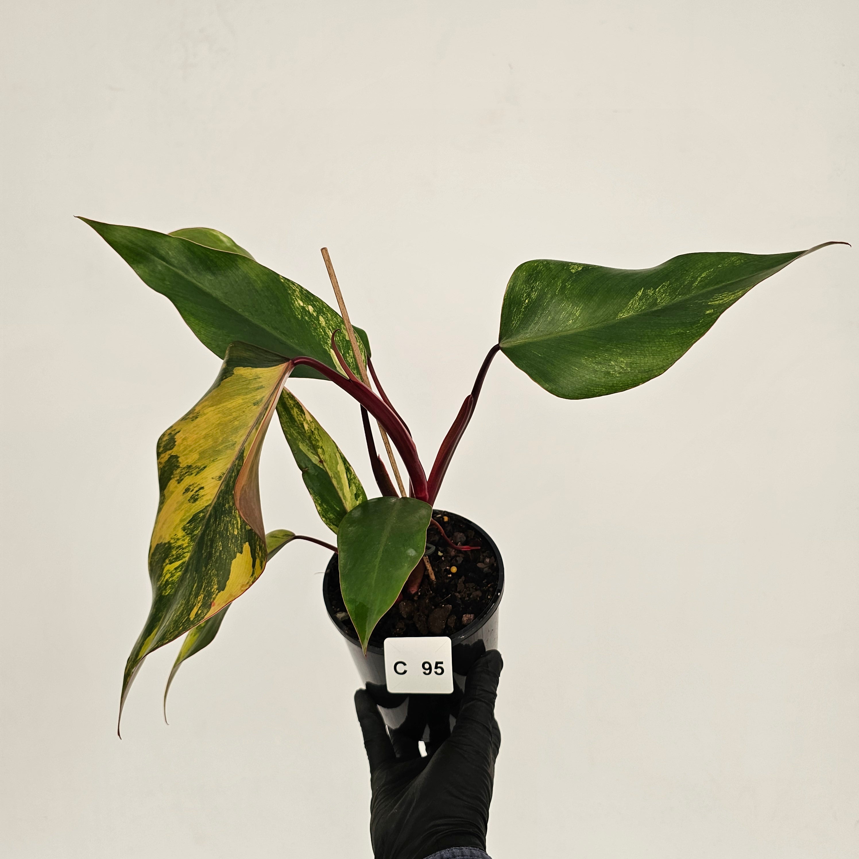 Philodendron erubescens Strawberry Shake