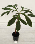 Amorphophallus atroviridis Voodoo Lilly - SALE