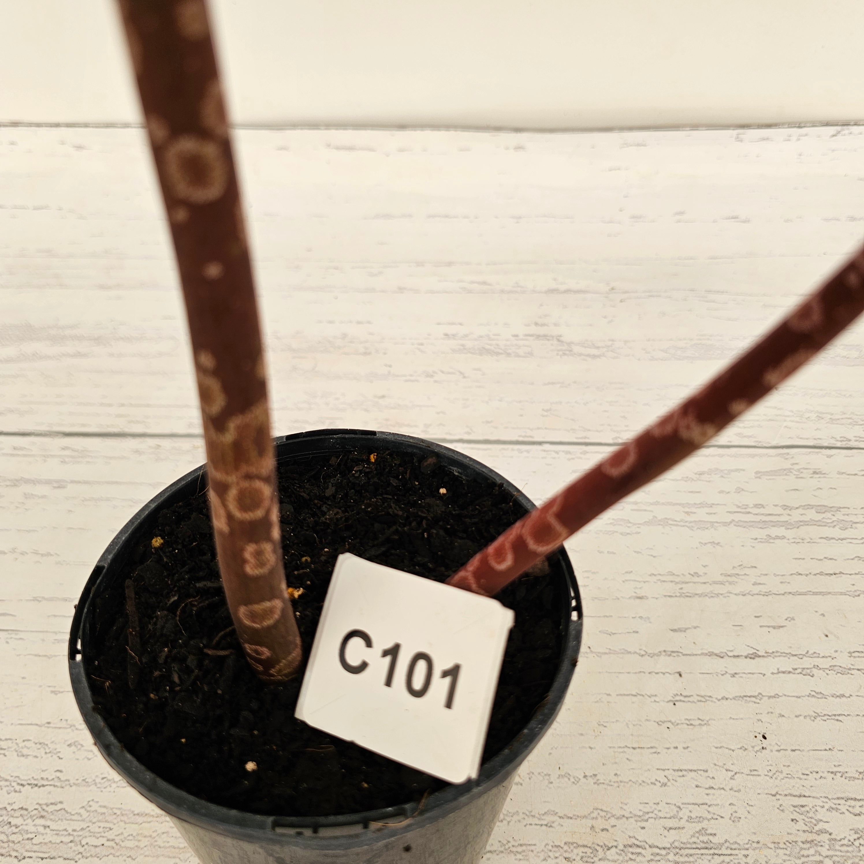 Amorphophallus atroviridis Voodoo Lilly - SALE