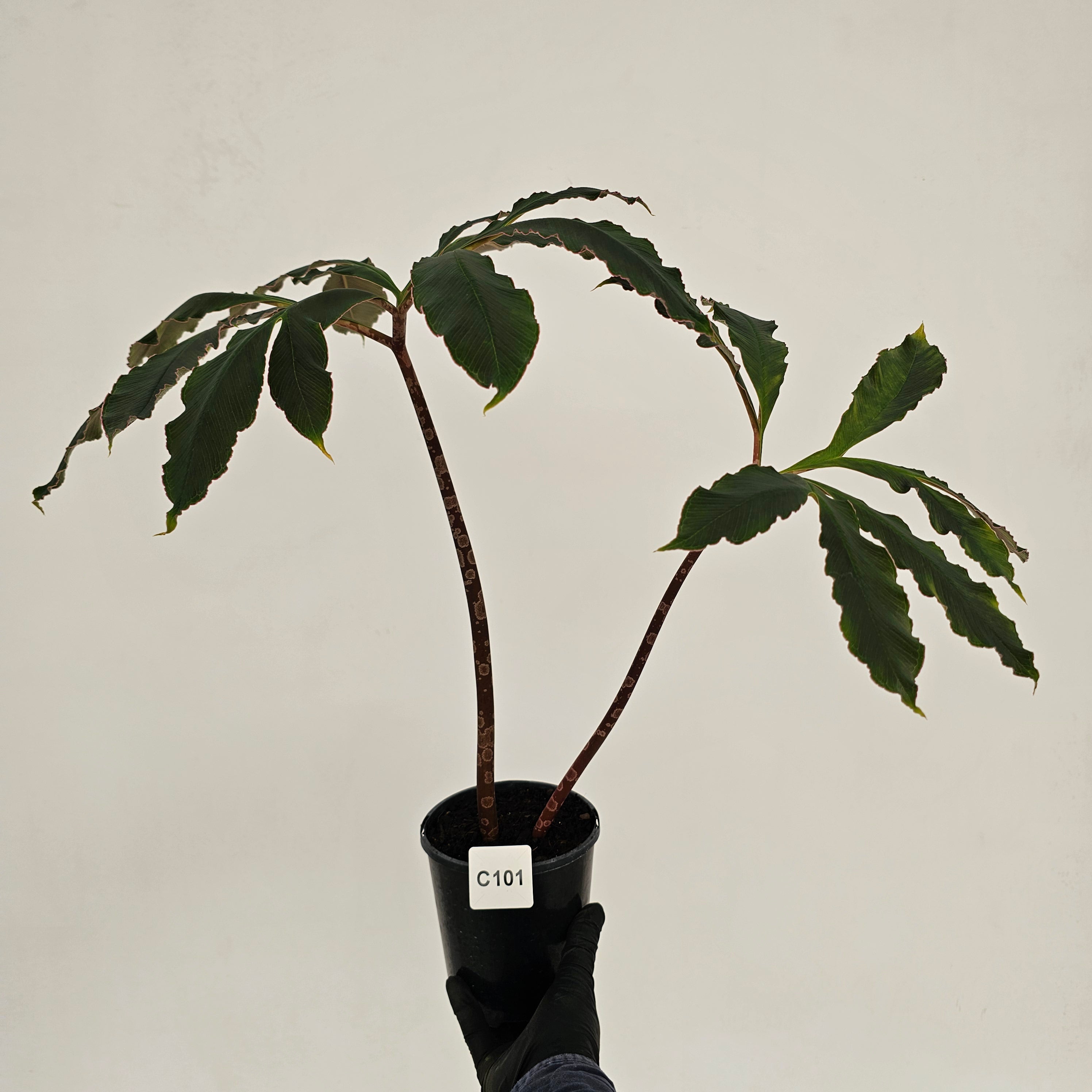 Amorphophallus atroviridis Voodoo Lilly - SALE