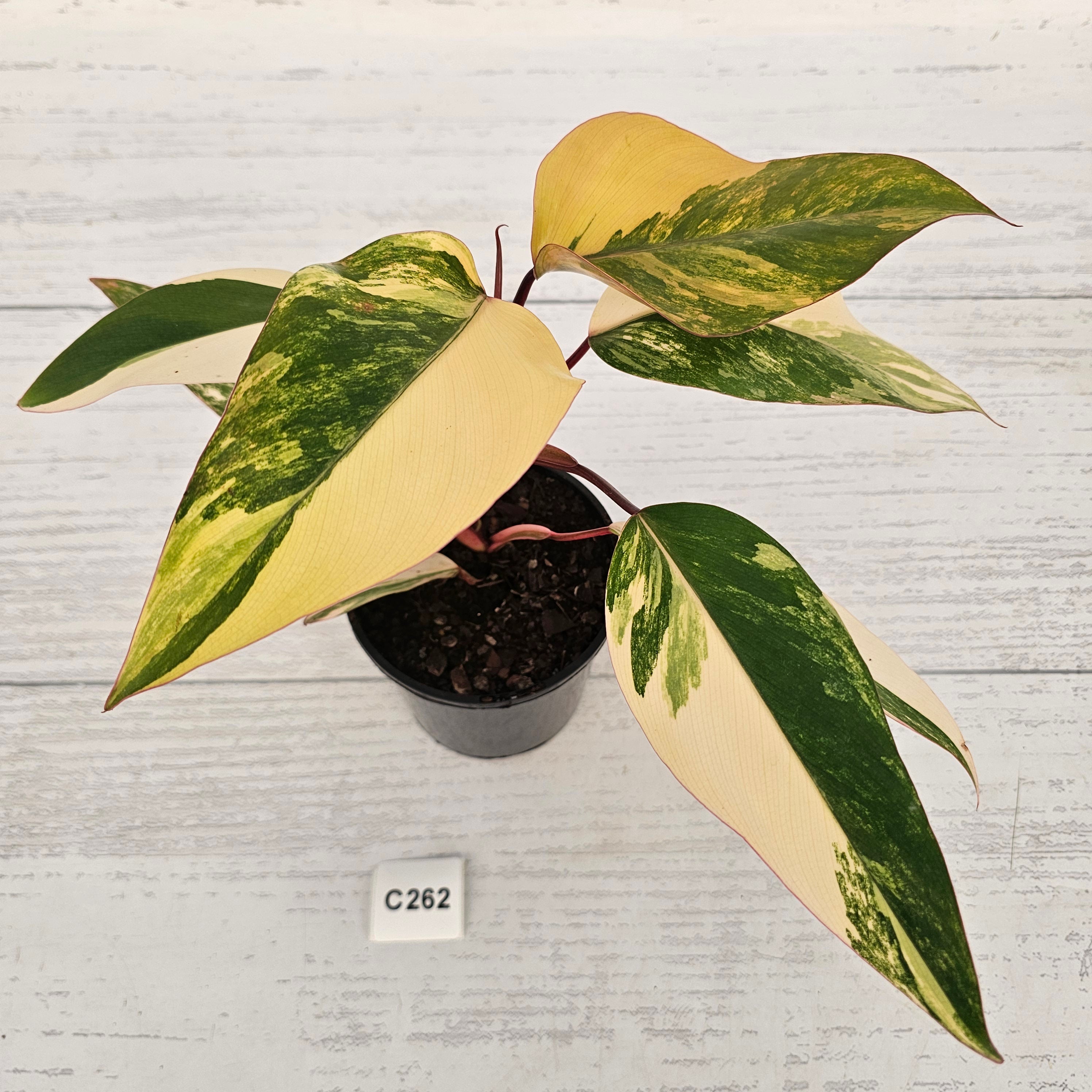 Philodendron erubescens Strawberry Shake