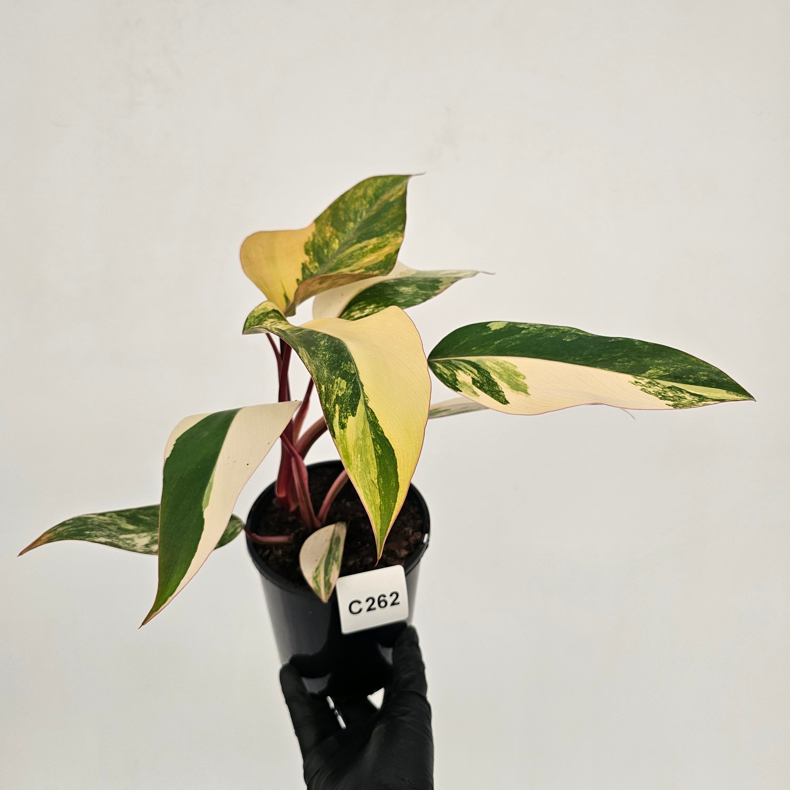 Philodendron erubescens Strawberry Shake