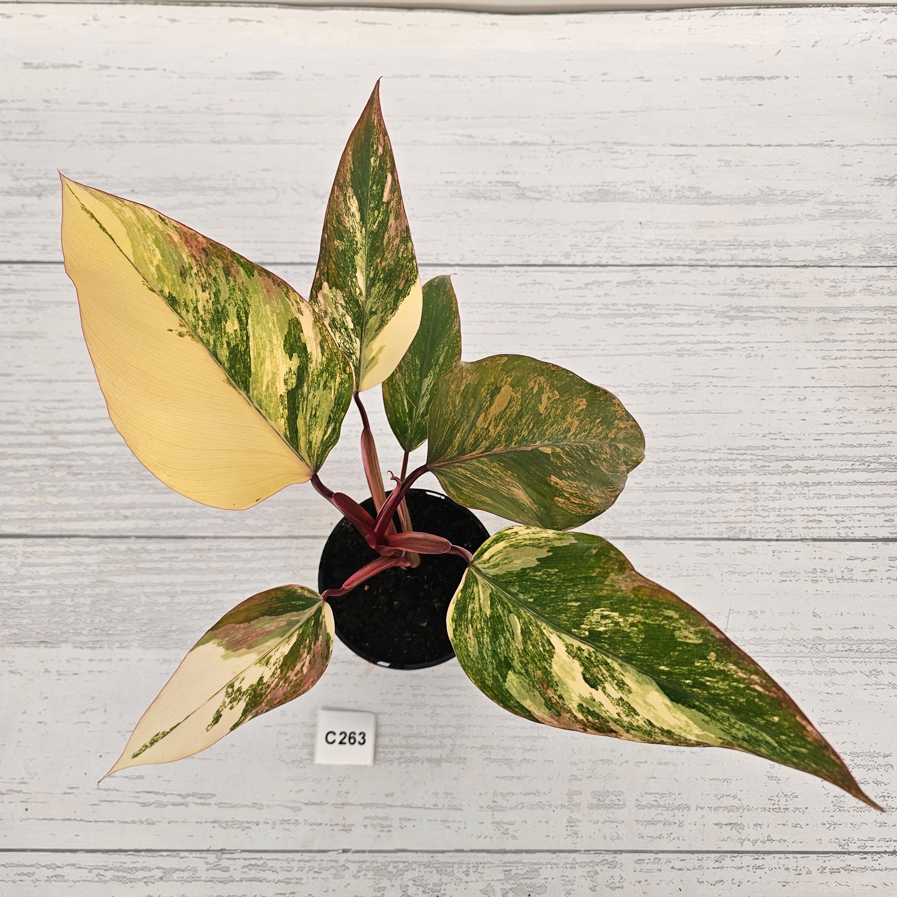 Philodendron erubescens Strawberry Shake