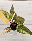 Philodendron erubescens Strawberry Shake