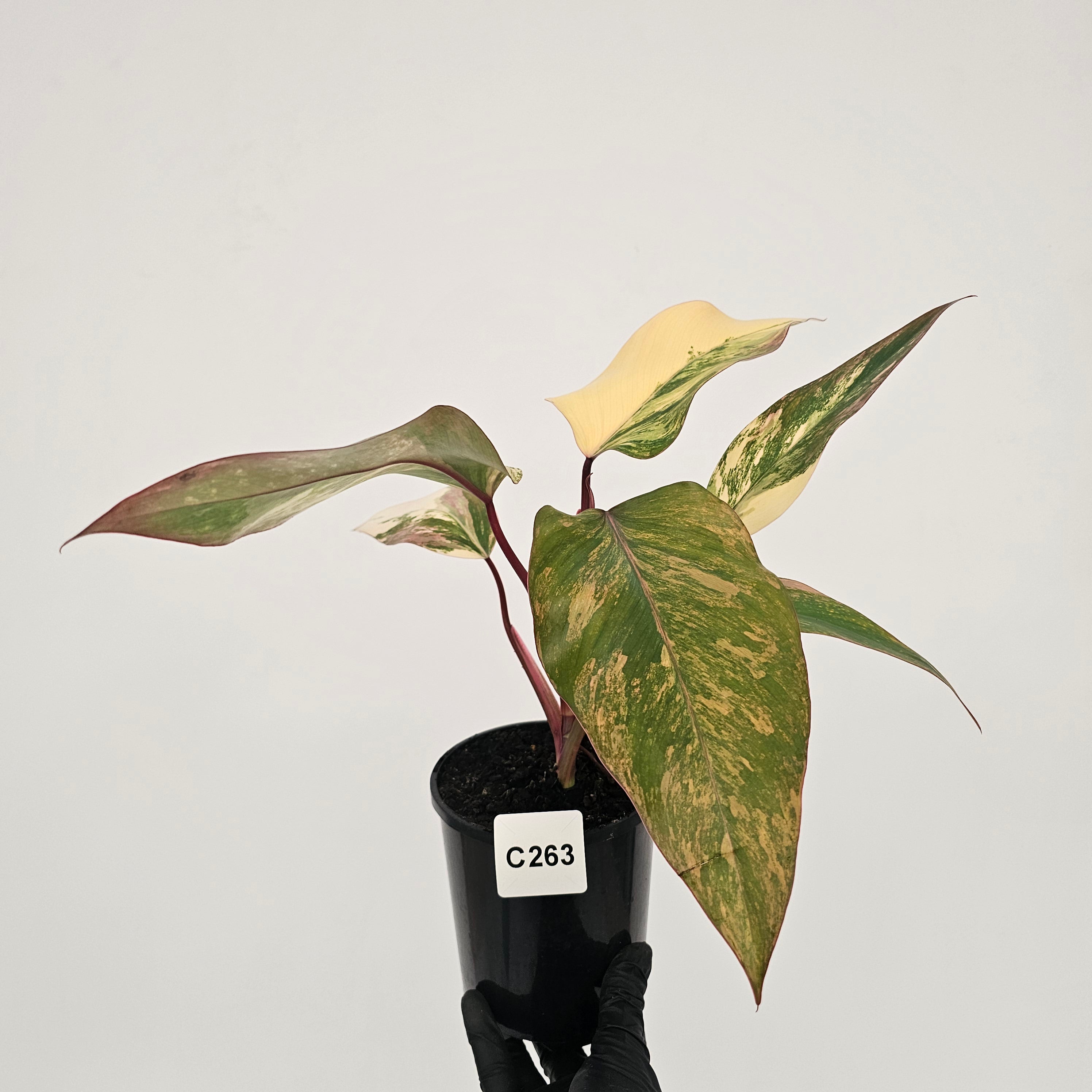 Philodendron erubescens Strawberry Shake