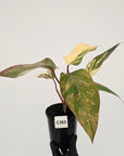 Philodendron erubescens Strawberry Shake