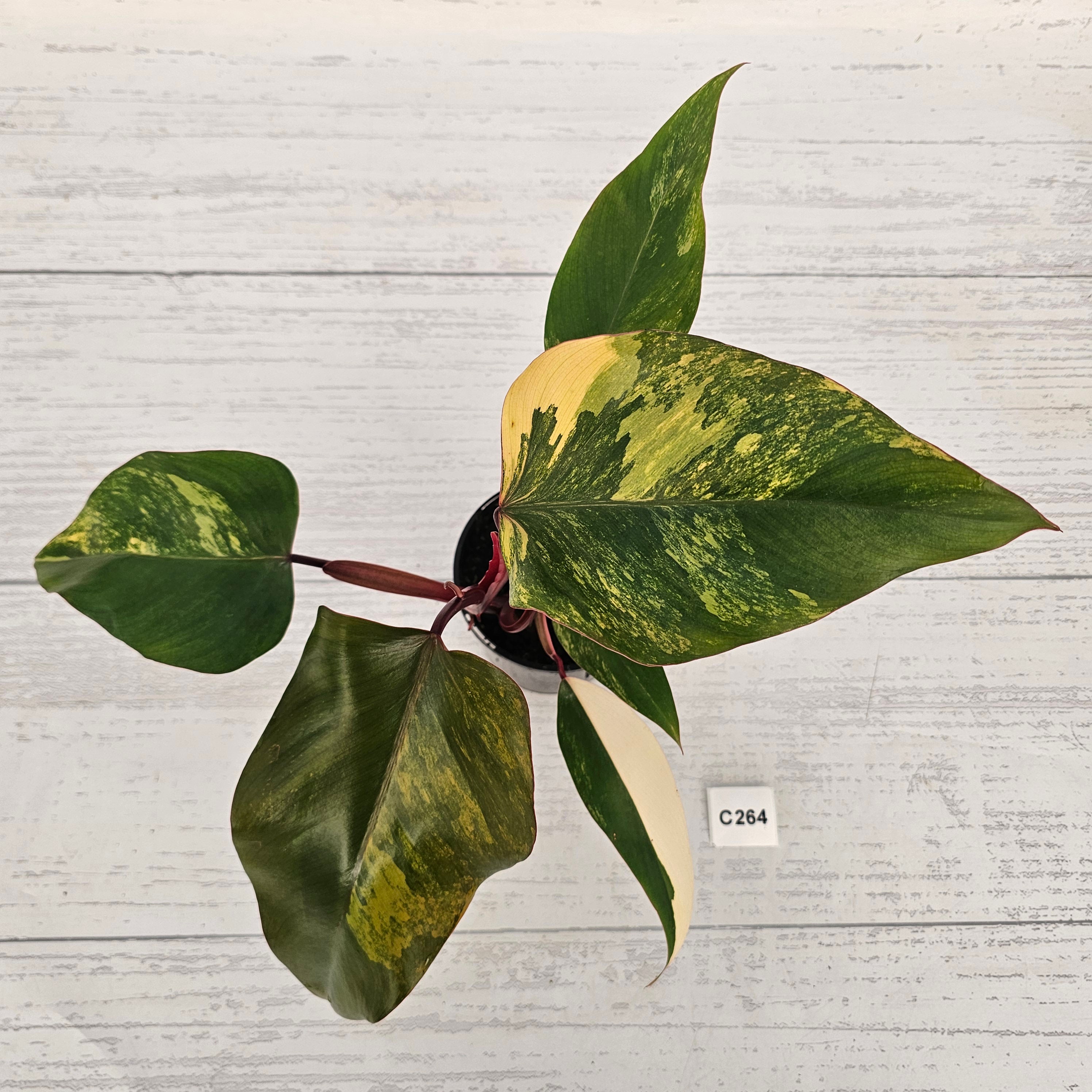 Philodendron erubescens Strawberry Shake