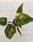 Philodendron erubescens Strawberry Shake