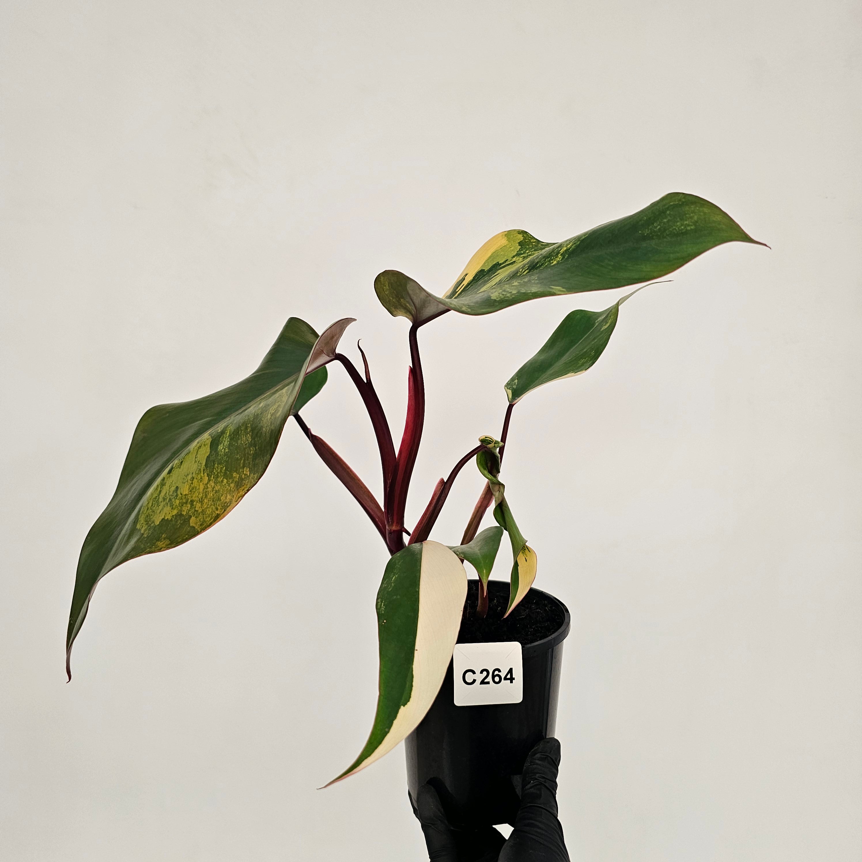 Philodendron erubescens Strawberry Shake