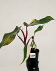 Philodendron erubescens Strawberry Shake