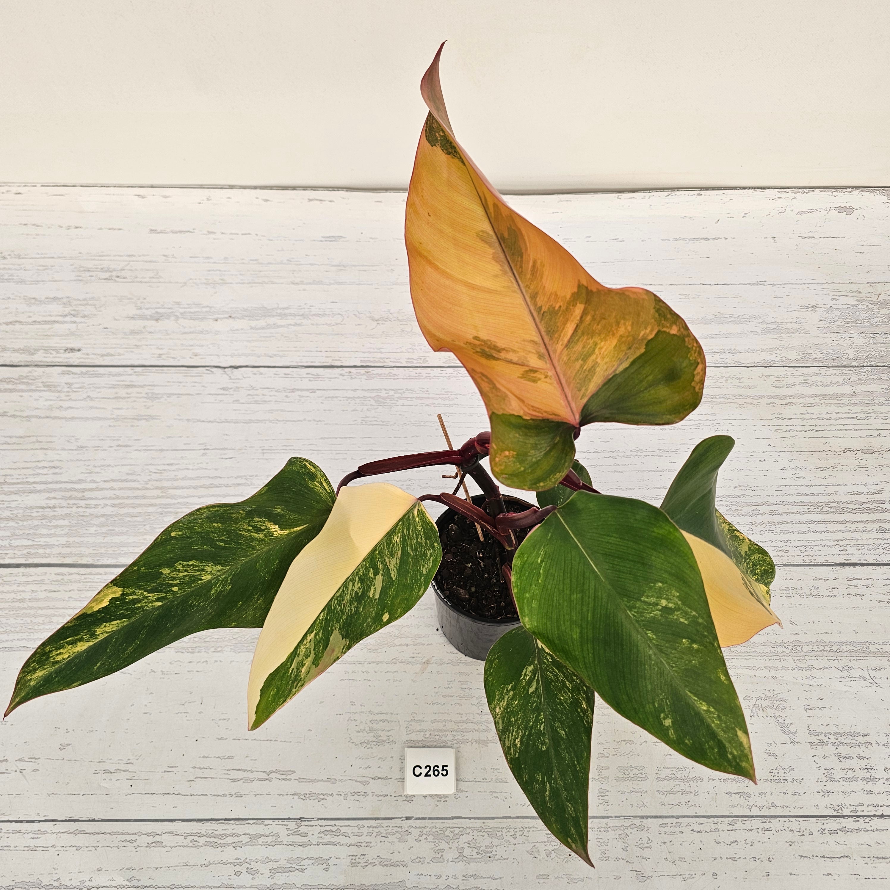 Philodendron erubescens Strawberry Shake