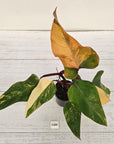 Philodendron erubescens Strawberry Shake