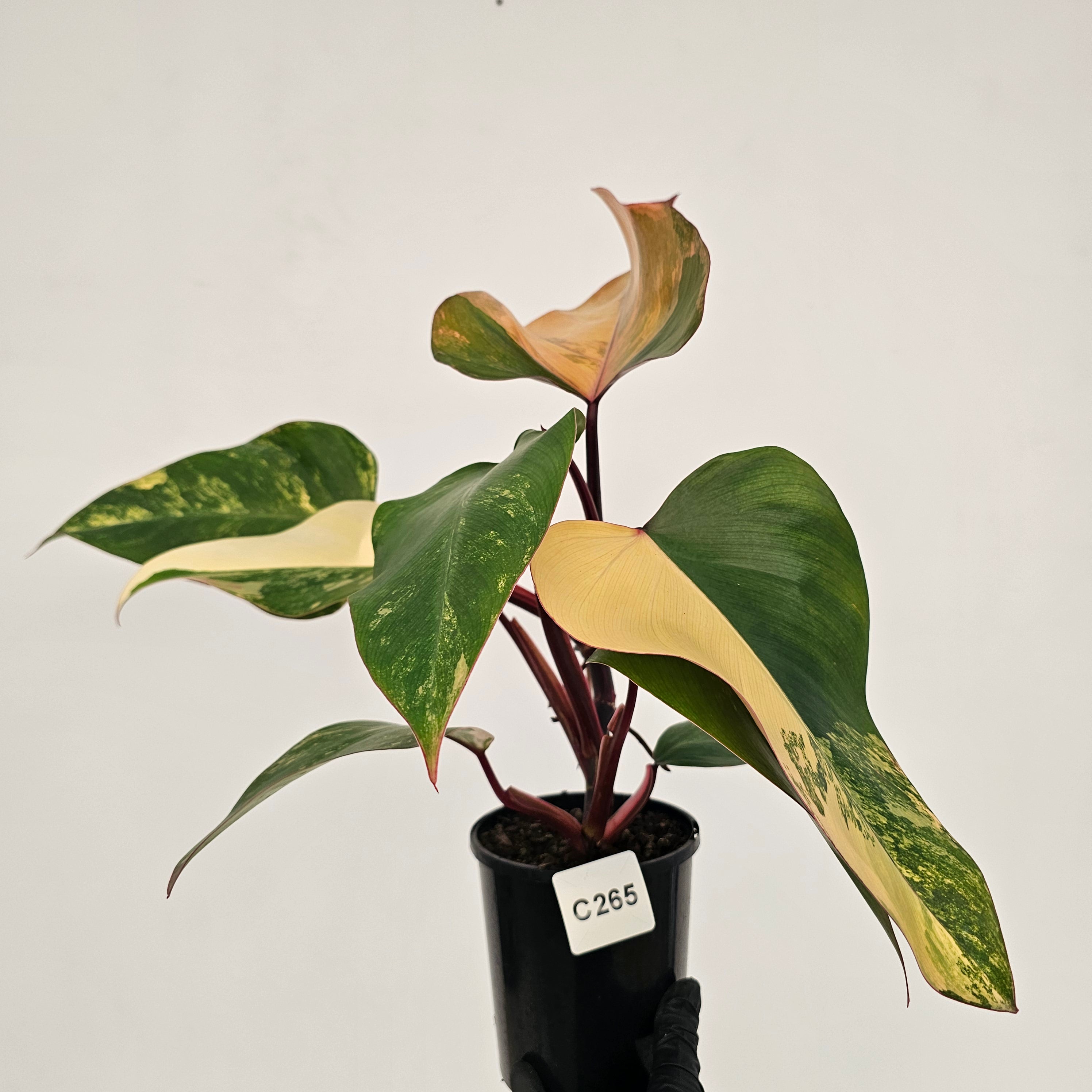 Philodendron erubescens Strawberry Shake